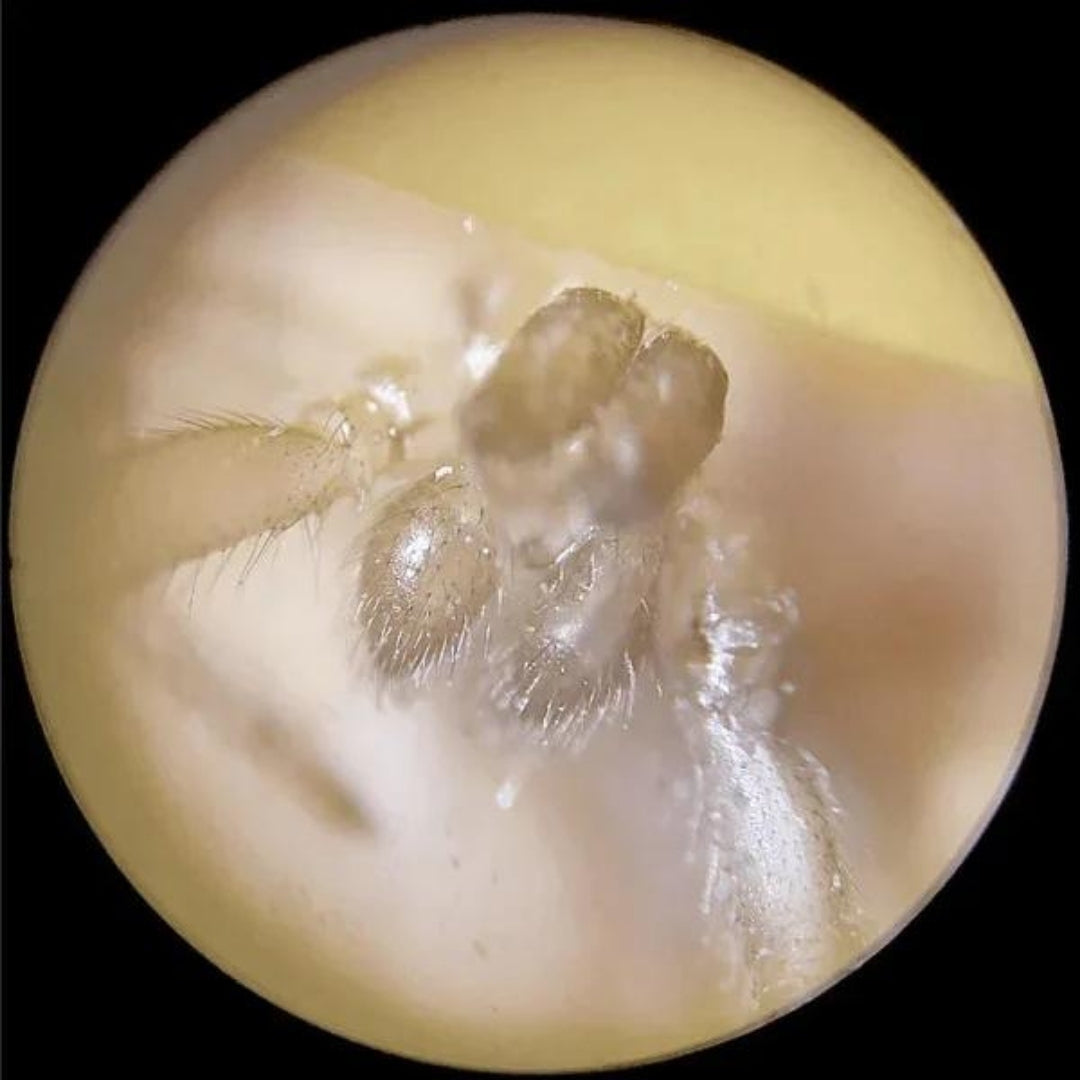 Curiosity® Miniscopio Portátil para Niñ@s 🔬🦠