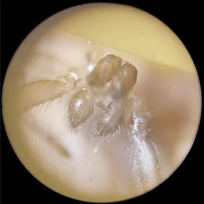 Curiosity® Miniscopio Portátil para Niñ@s 🔬🦠