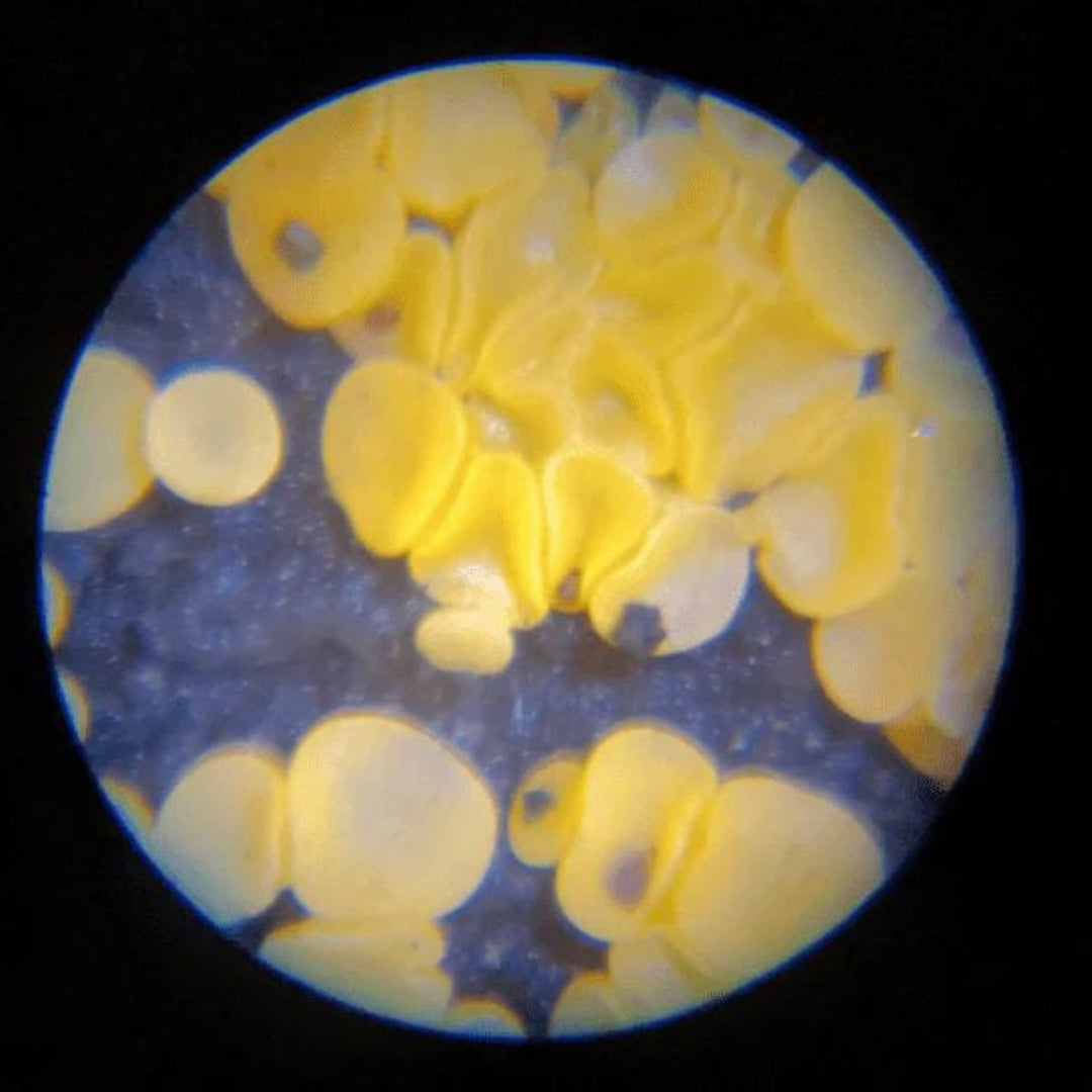 Curiosity® Miniscopio Portátil para Niñ@s 🔬🦠